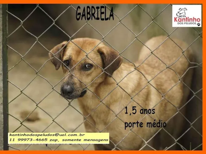 Cachorro ra a SRD-ViraLata idade 1 ano nome Gabriela