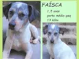Faísca