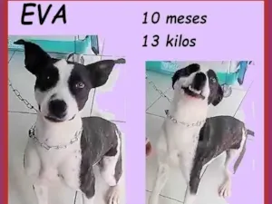 Cachorro raça SRD-ViraLata idade 7 a 11 meses nome Eva