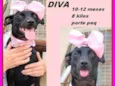 Diva