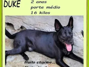 Cachorro raça SRD-ViraLata idade 2 anos nome Duke