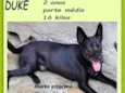 Duke