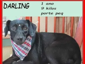 Cachorro raça SRD-ViraLata idade 1 ano nome Darling