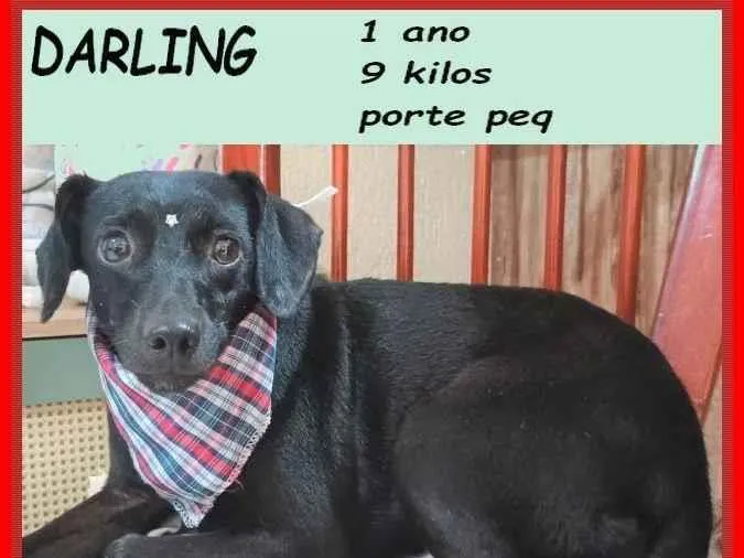 Cachorro ra a SRD-ViraLata idade 1 ano nome Darling