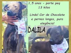 Cachorro raça SRD-ViraLata idade 1 ano nome Dalila