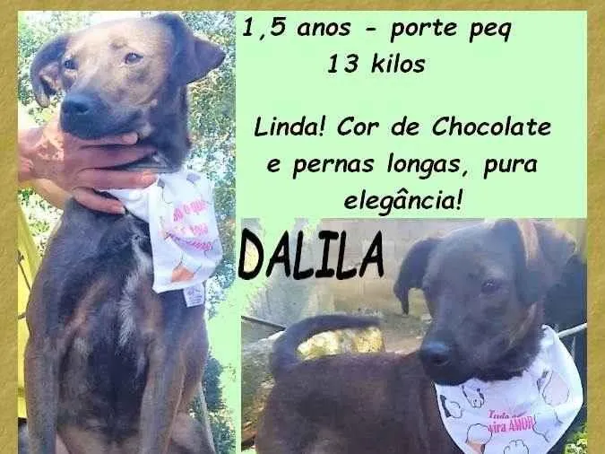 Cachorro ra a SRD-ViraLata idade 1 ano nome Dalila