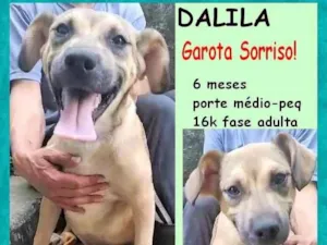 Cachorro raça SRD-ViraLata idade 2 a 6 meses nome Dalila