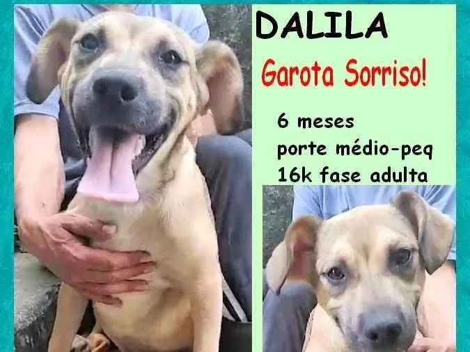 Cachorro ra a SRD-ViraLata idade 2 a 6 meses nome Dalila