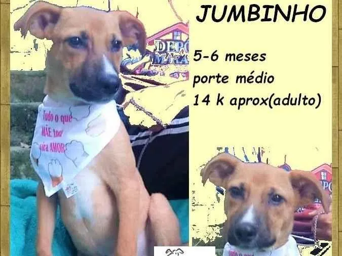 Cachorro ra a SRD-ViraLata idade 2 a 6 meses nome Jumbinho