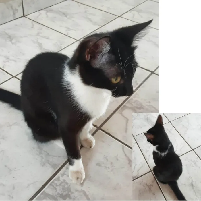 Gato ra a SRD-ViraLata idade 2 anos nome Cléo