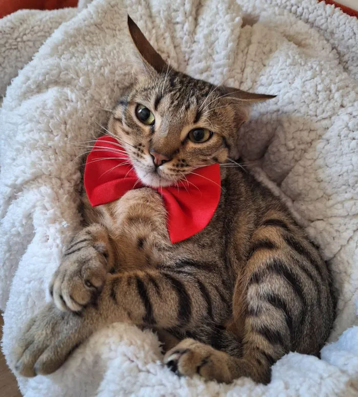Gato ra a SRD-ViraLata idade 1 ano nome Balboa