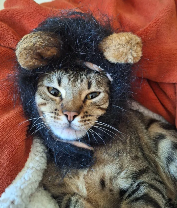 Gato ra a SRD-ViraLata idade 1 ano nome Balboa