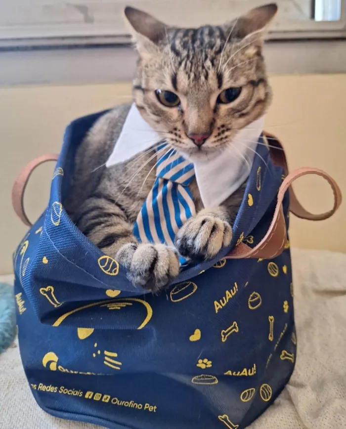 Gato ra a SRD-ViraLata idade 1 ano nome Balboa