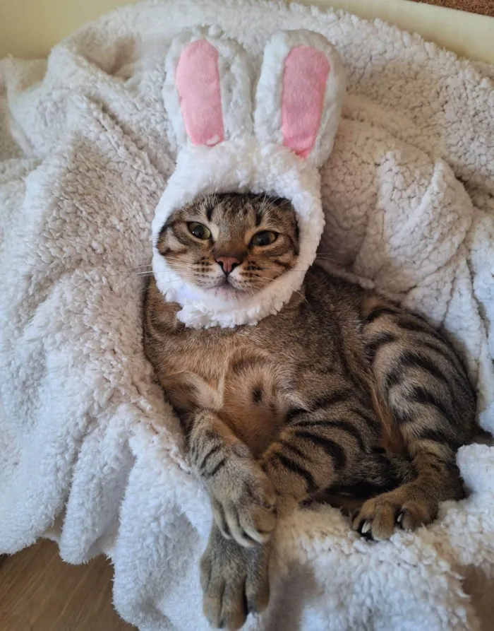 Gato ra a SRD-ViraLata idade 1 ano nome Balboa