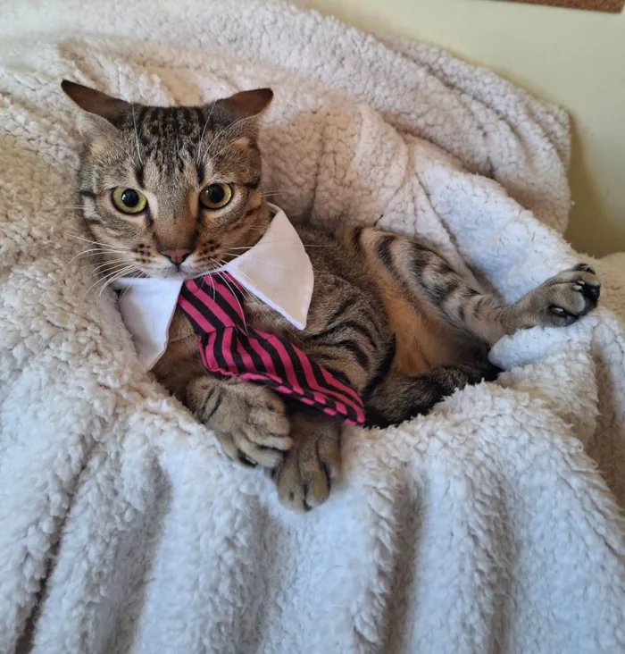 Gato ra a SRD-ViraLata idade 1 ano nome Balboa