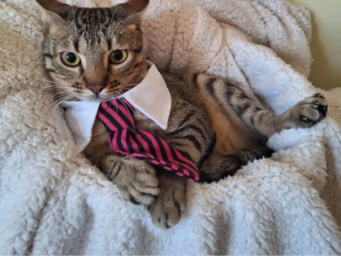 Gato ra a SRD-ViraLata idade 1 ano nome Balboa