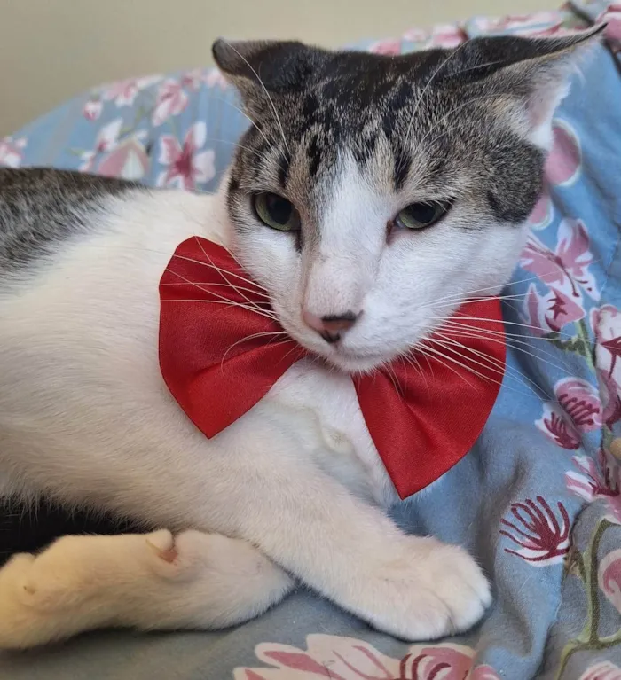 Gato ra a SRD-ViraLata idade 1 ano nome Benni