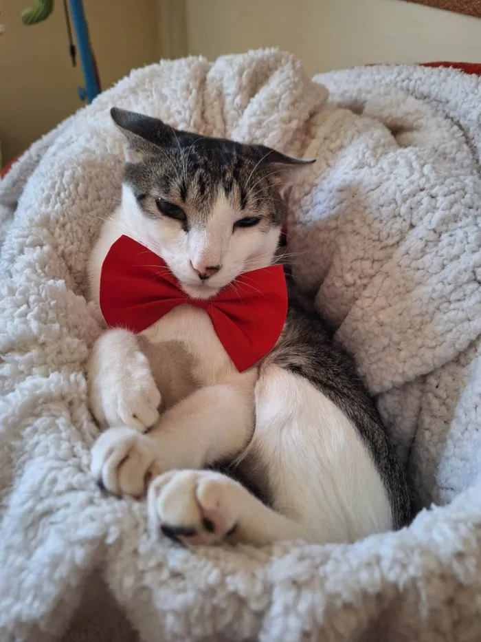 Gato ra a SRD-ViraLata idade 1 ano nome Benni