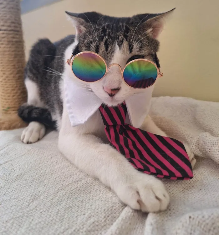 Gato ra a SRD-ViraLata idade 1 ano nome Benni