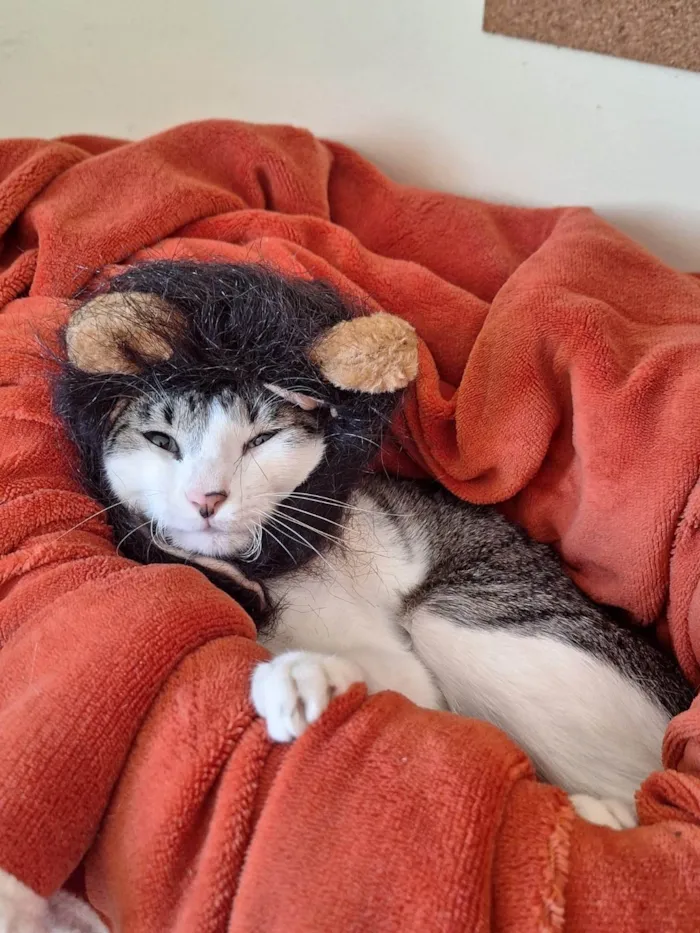 Gato ra a SRD-ViraLata idade 1 ano nome Benni