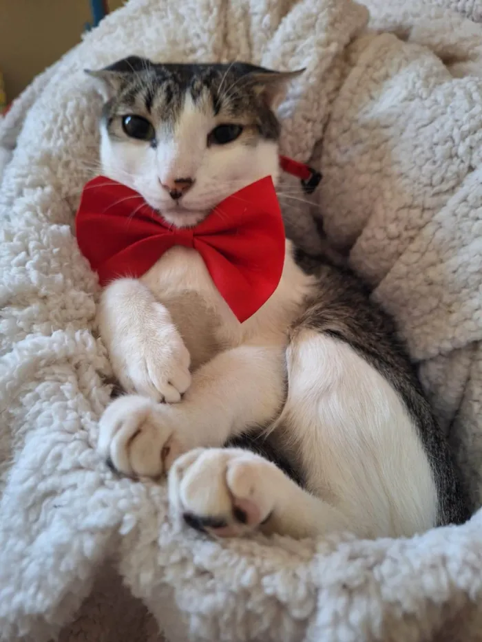 Gato ra a SRD-ViraLata idade 1 ano nome Benni