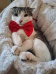 Benni