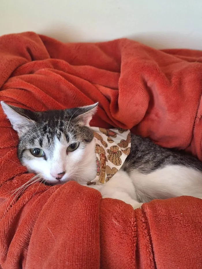 Gato ra a SRD-ViraLata idade 1 ano nome Benni