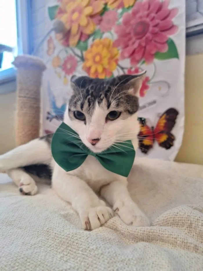 Gato ra a SRD-ViraLata idade 1 ano nome Benni