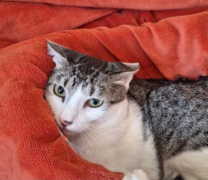Gato ra a SRD-ViraLata idade 1 ano nome Benni
