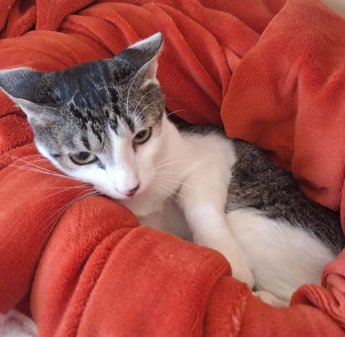 Gato ra a SRD-ViraLata idade 1 ano nome Benni