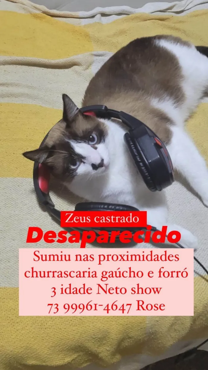 Gato ra a Siamês idade 3 anos nome zeus