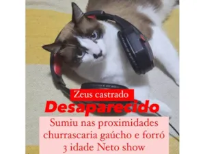 Gato raça Siamês idade 3 anos nome zeus