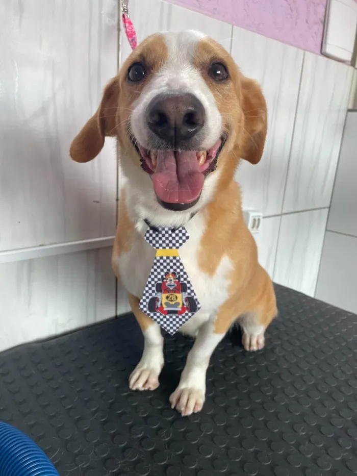 Cachorro ra a SRD-ViraLata idade 6 ou mais anos nome Bailey