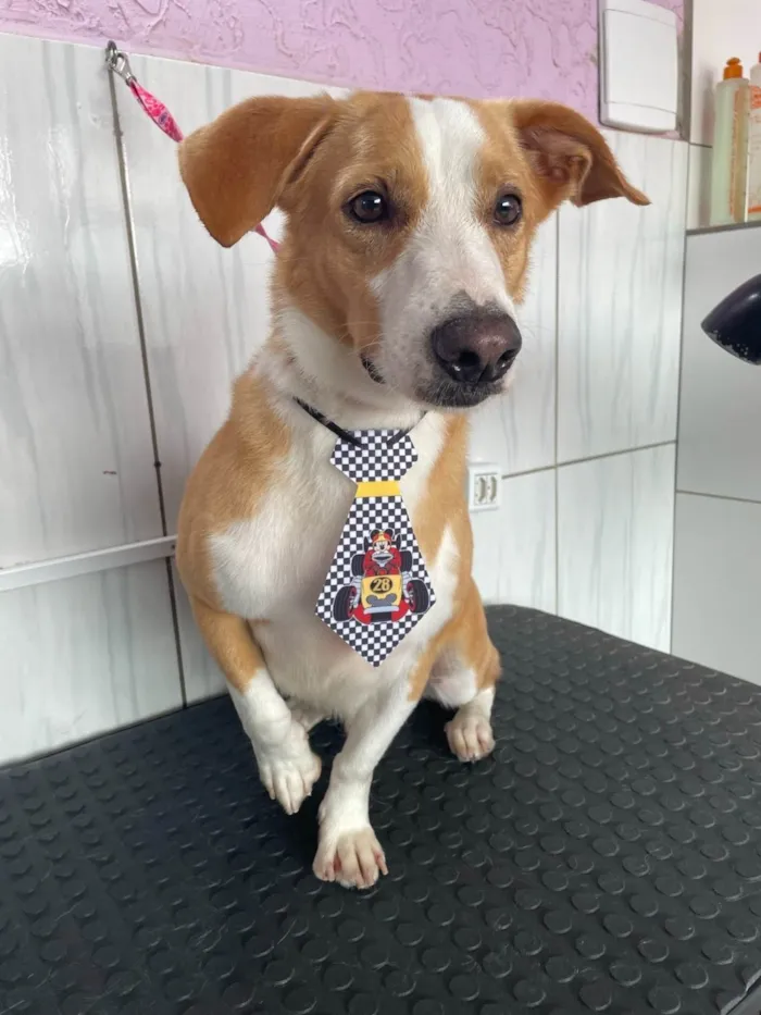 Cachorro ra a SRD-ViraLata idade 6 ou mais anos nome Bailey