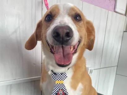 Cachorro raça SRD-ViraLata idade 6 ou mais anos nome Bailey