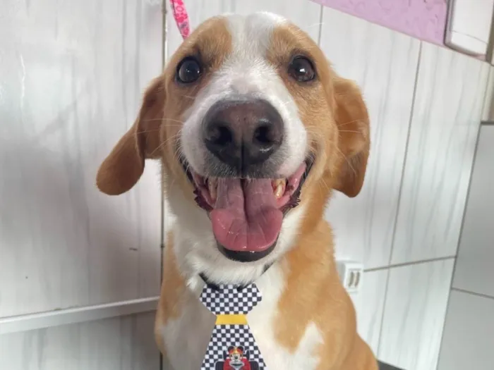 Cachorro ra a SRD-ViraLata idade 6 ou mais anos nome Bailey