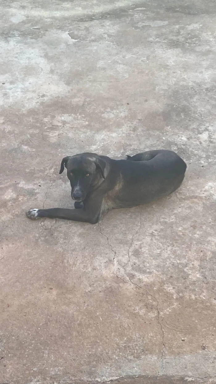 Cachorro ra a Fila idade 1 ano nome Fumaça 