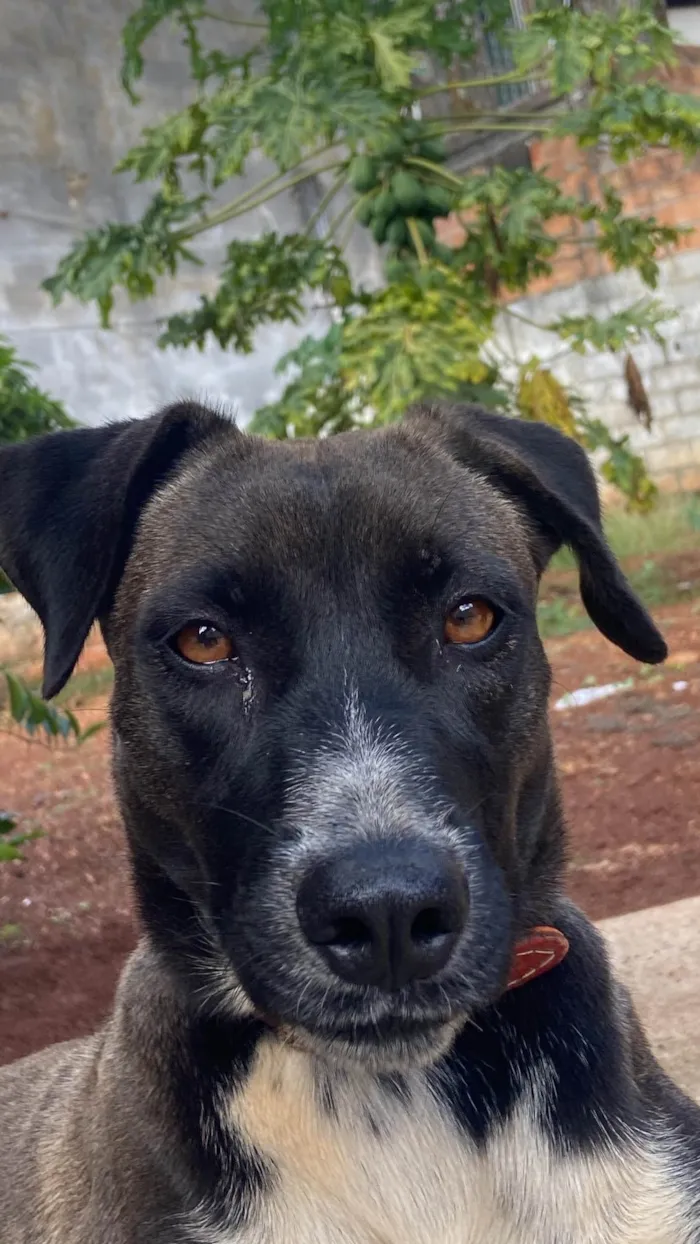 Cachorro ra a Fila idade 1 ano nome Fumaça 