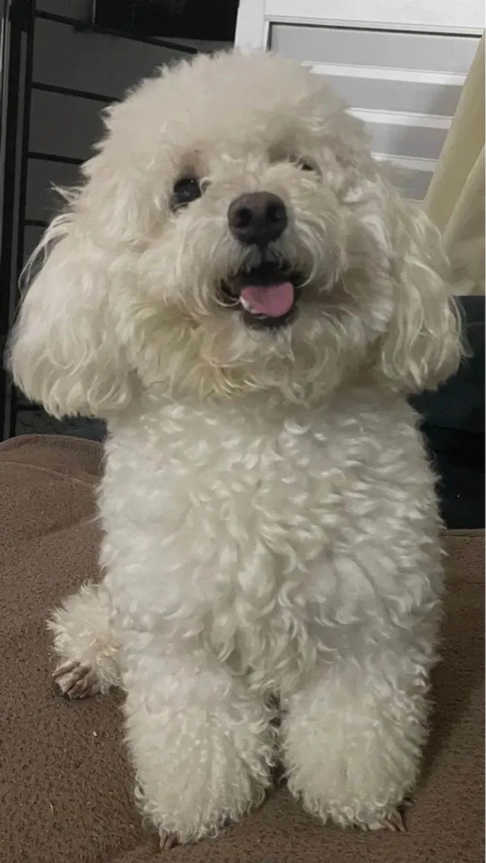 Cachorro ra a Poodle idade Abaixo de 2 meses nome Eskimó