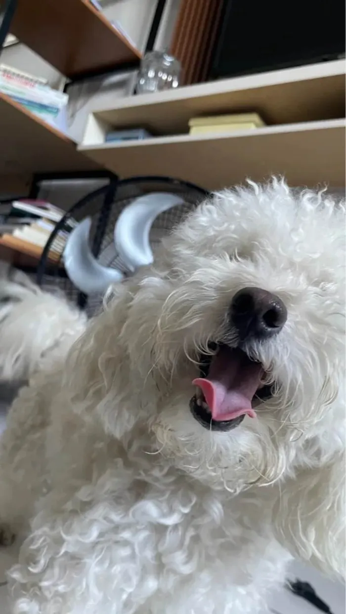 Cachorro ra a Poodle idade Abaixo de 2 meses nome Eskimó