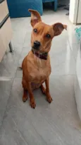 Amora