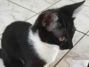 Gato raça SRD-ViraLata idade 2 anos nome Cléo