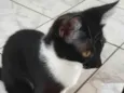 Cléo