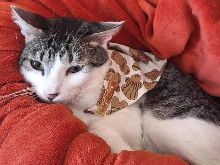 Gato ra a SRD-ViraLata idade 1 ano nome Benni