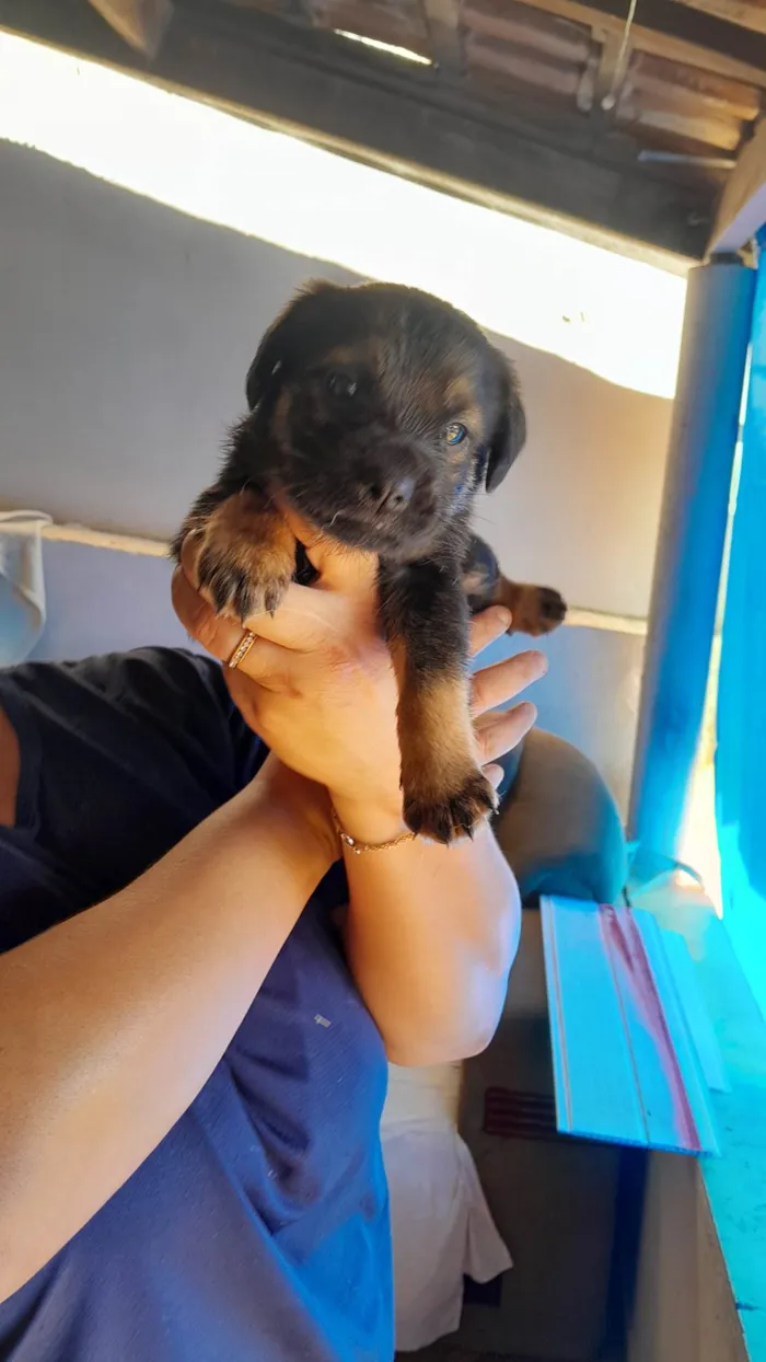 Cachorro ra a SRD-ViraLata idade Abaixo de 2 meses nome são 2 machos e uma femea e estão sem nome ainda