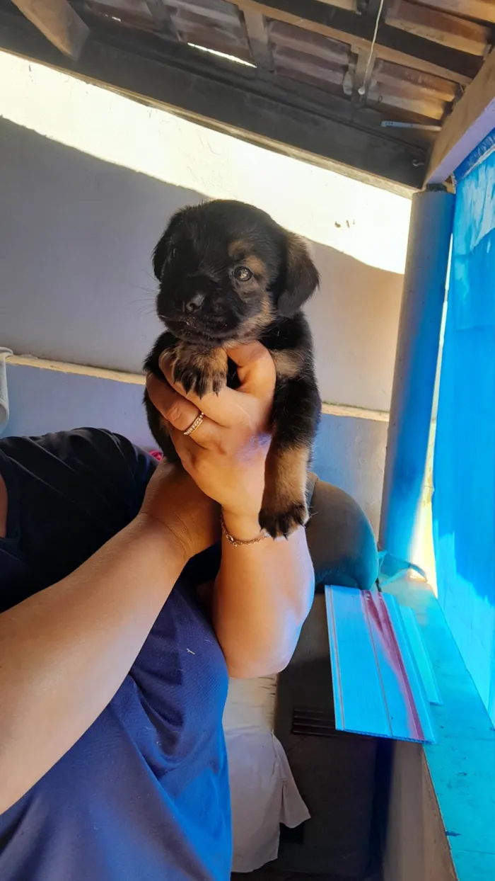 Cachorro ra a SRD-ViraLata idade Abaixo de 2 meses nome são 2 machos e uma femea e estão sem nome ainda