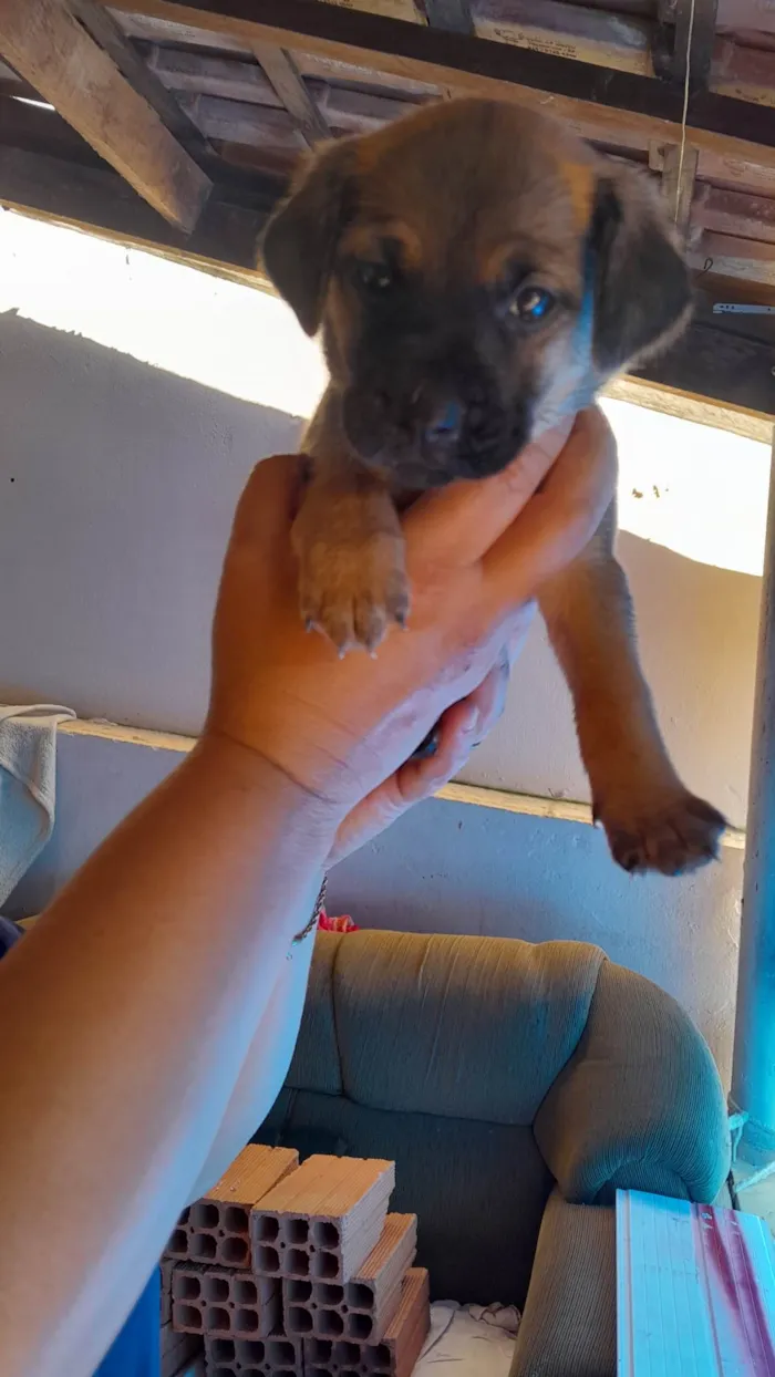 Cachorro ra a SRD-ViraLata idade Abaixo de 2 meses nome são 2 machos e uma femea e estão sem nome ainda