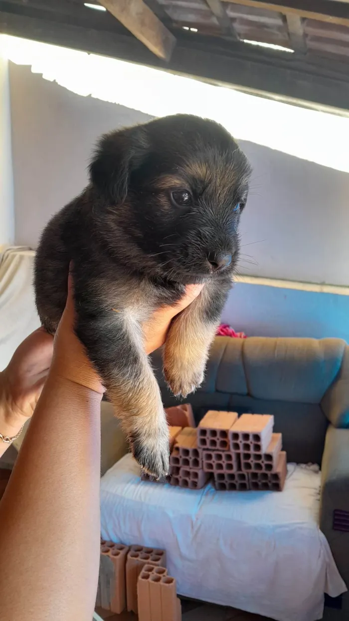 Cachorro ra a SRD-ViraLata idade Abaixo de 2 meses nome são 2 machos e uma femea e estão sem nome ainda