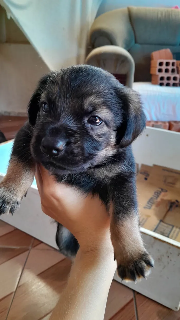 Cachorro ra a SRD-ViraLata idade Abaixo de 2 meses nome são 2 machos e uma femea e estão sem nome ainda