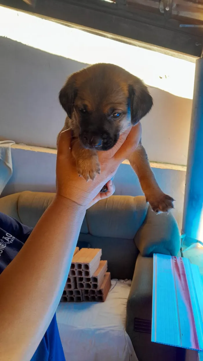 Cachorro ra a SRD-ViraLata idade Abaixo de 2 meses nome são 2 machos e uma femea e estão sem nome ainda
